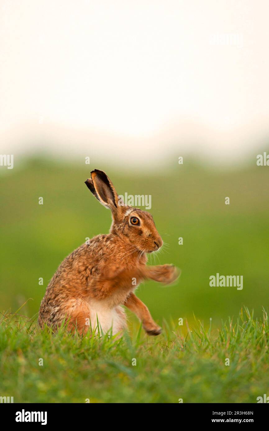 Lièvre européen (Lepus europaeus) adulte, pieds avant, assis sur une piste de gazon, Norfolk, Angleterre, Royaume-Uni Banque D'Images