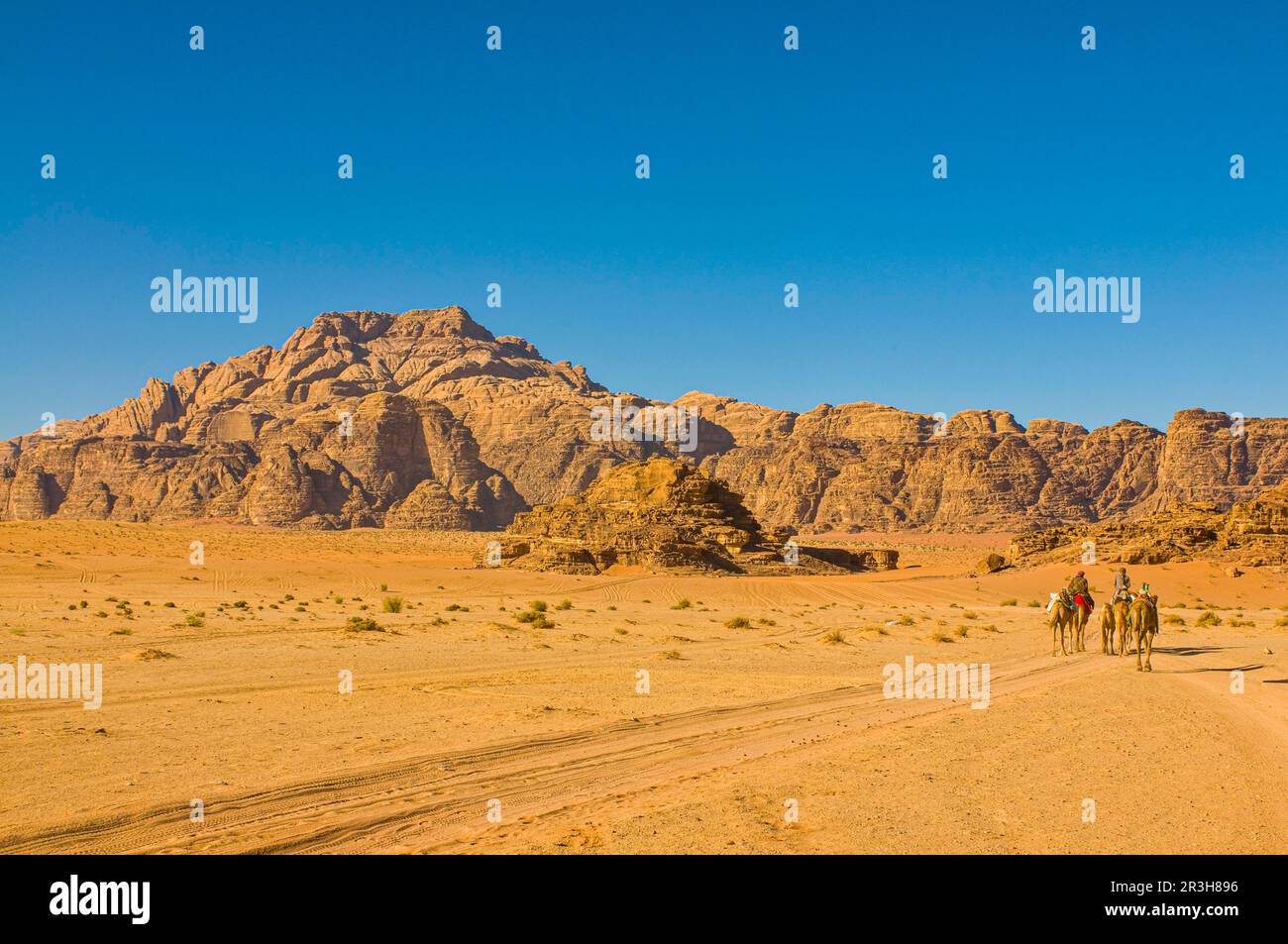 Bédouins avec chameaux dans le désert, Wadi Rum, Jordanie Banque D'Images