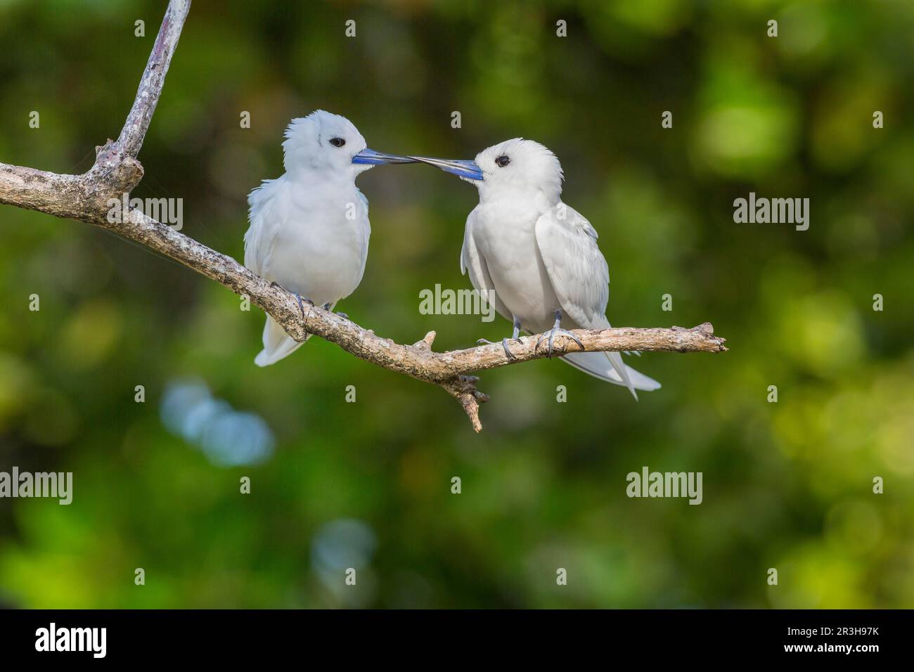 Sterne blanc (Gygis alba), île aux oiseaux, Seychelles Banque D'Images