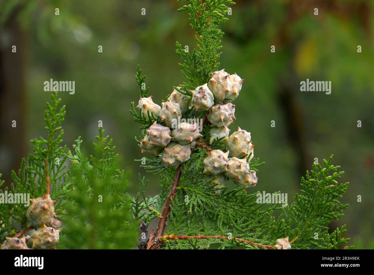 Fruit sur un arbre de vie Banque D'Images