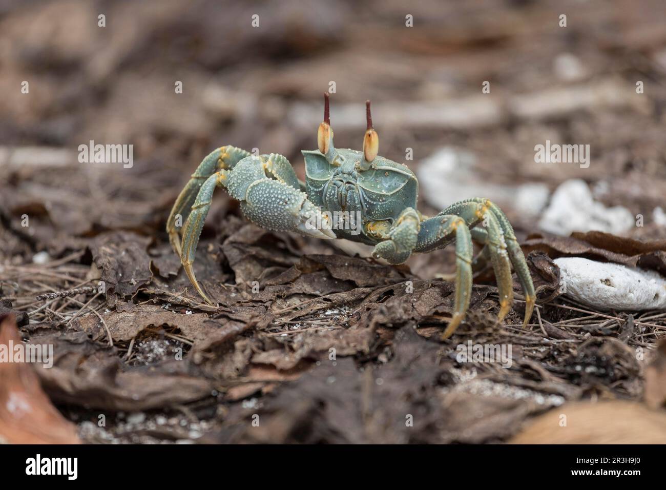 Crabe fantôme, cousin (Ocypode ryderi), Seychelles Banque D'Images