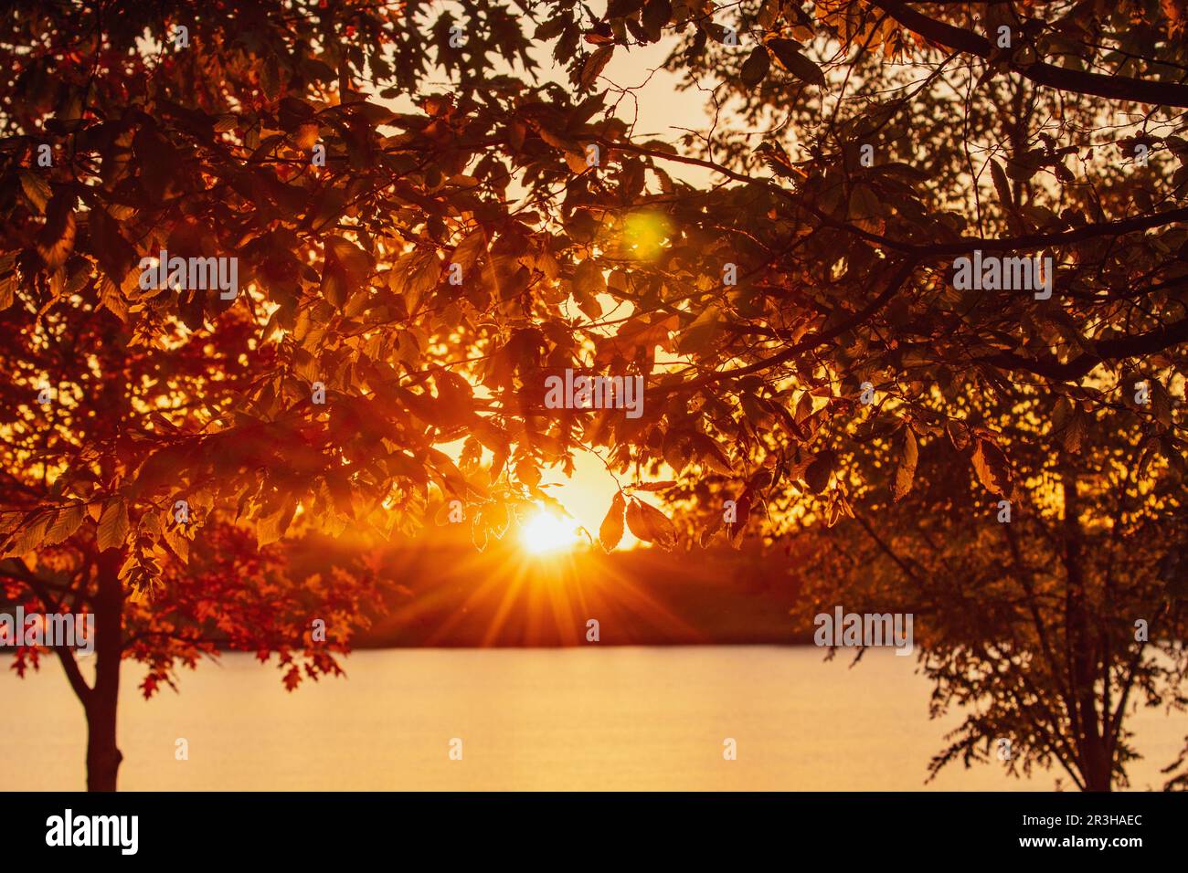 Branches avec feuilles sur fond de coucher de soleil et d'eau du lac Banque D'Images