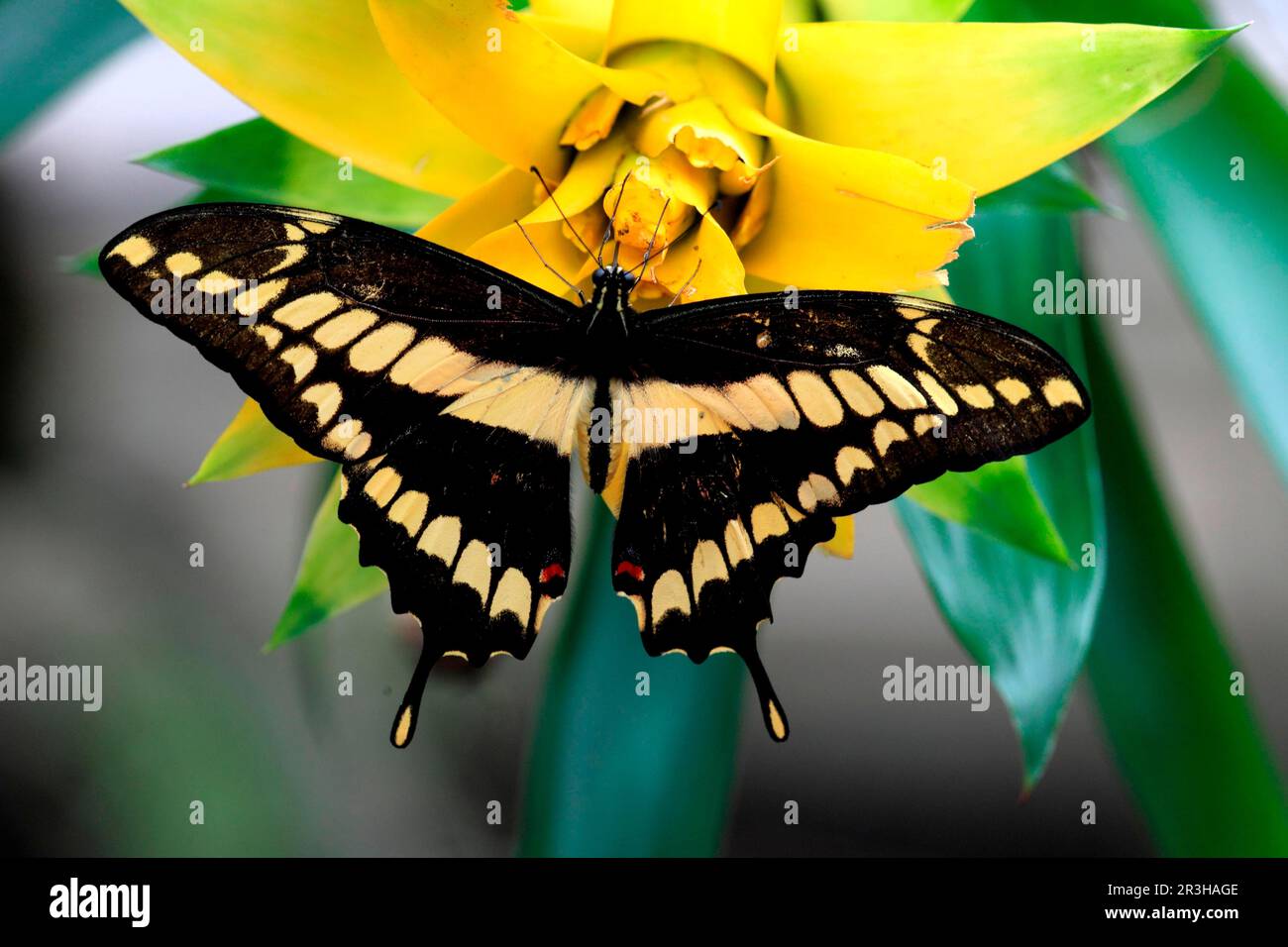 Queue d'aronde brésilienne (Papilio thoas), détachable Banque D'Images
