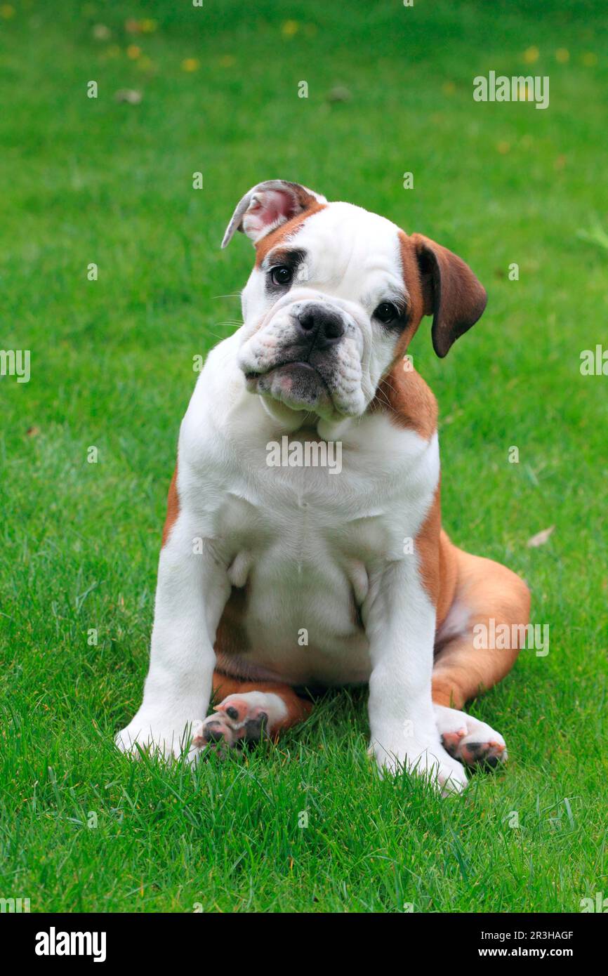 Bulldog américain, chiot Banque D'Images