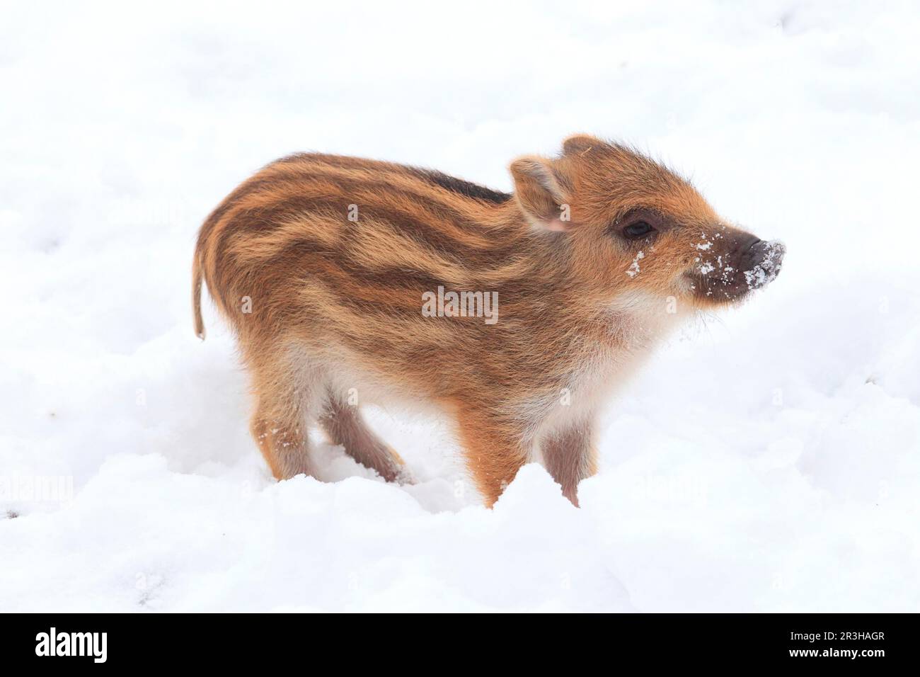 Le sanglier (Sus scrofa), shoat Banque D'Images