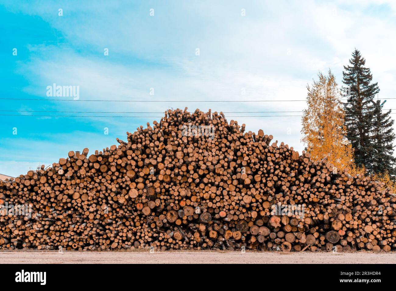 Une grosse pile de grumes coupées empilées sur le site de transport Banque D'Images