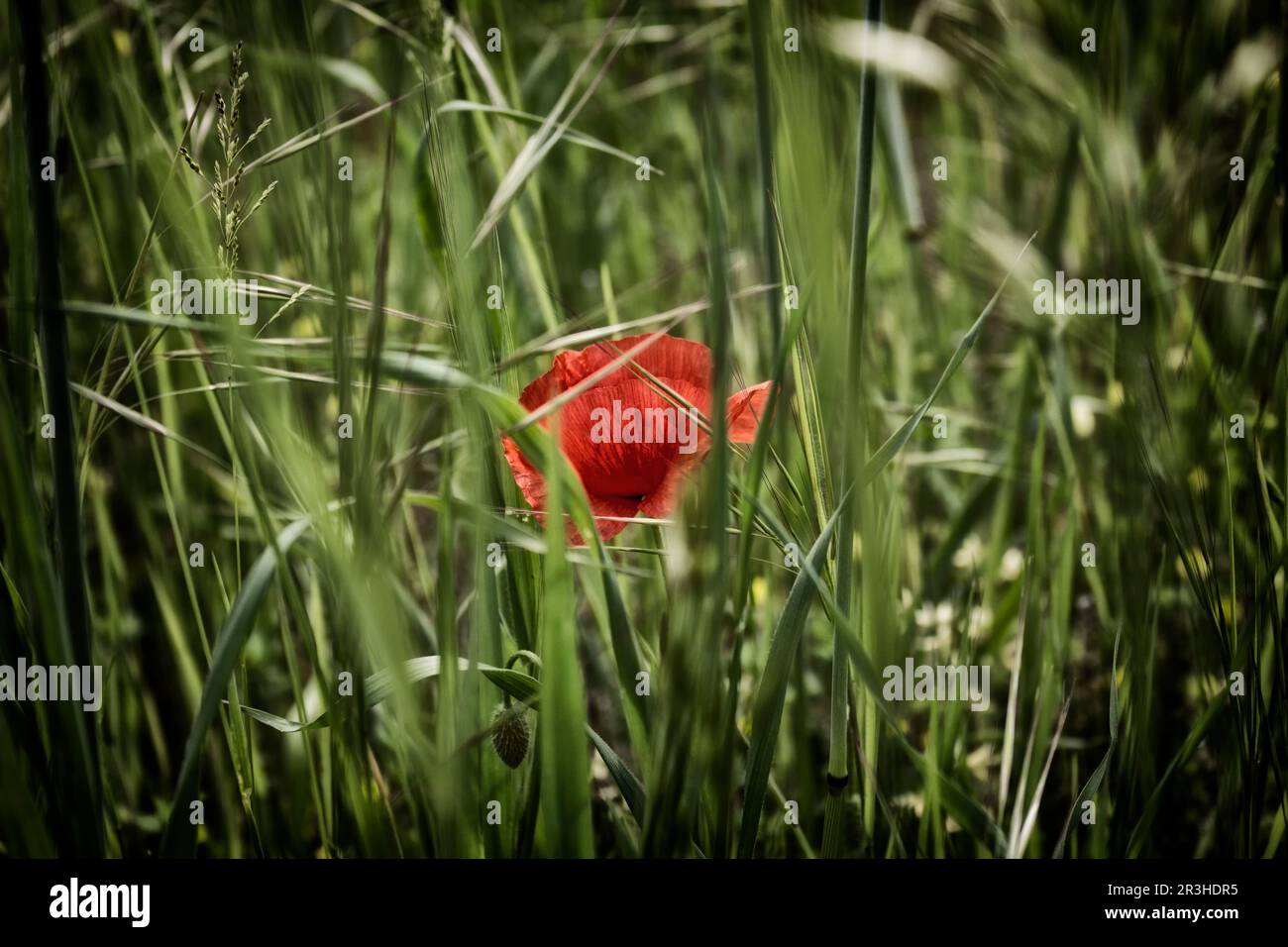 Lone Red coquelicot sur terrain vert Banque D'Images