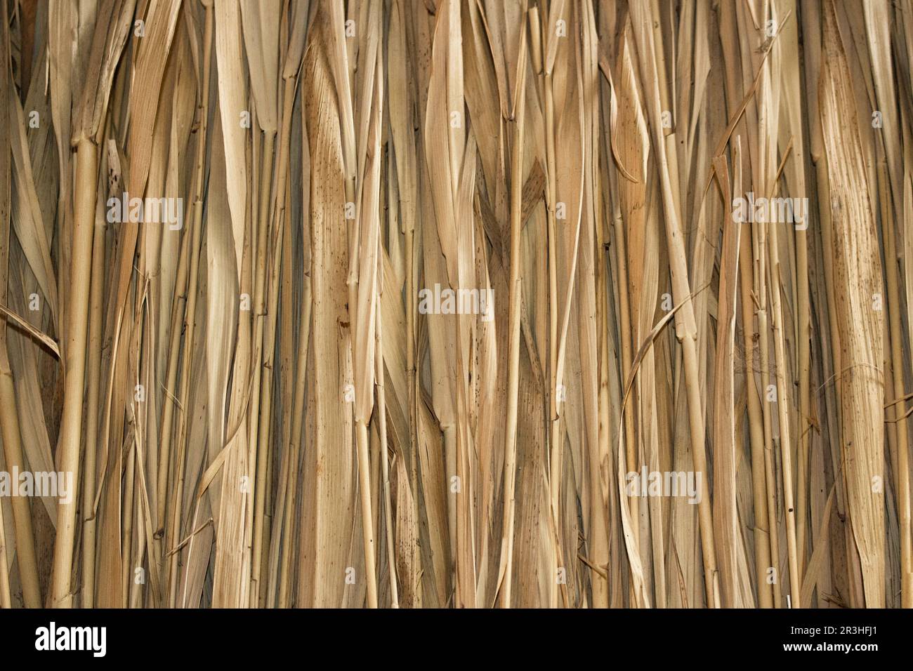 Huttes de plantes de Marsh Banque D'Images