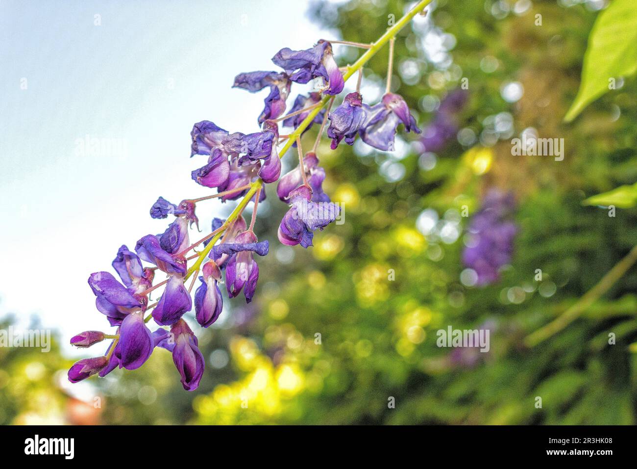 Fleur de glycine Banque D'Images