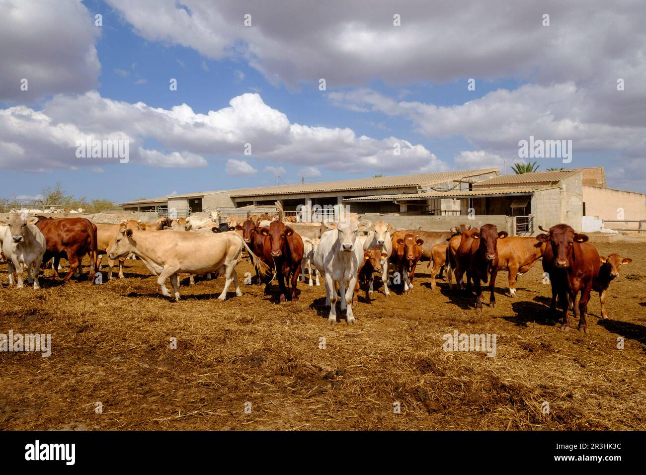Produccion de ganado vacuno para carne, Campos, Majorque, îles Baléares, Espagne, Europe. Banque D'Images