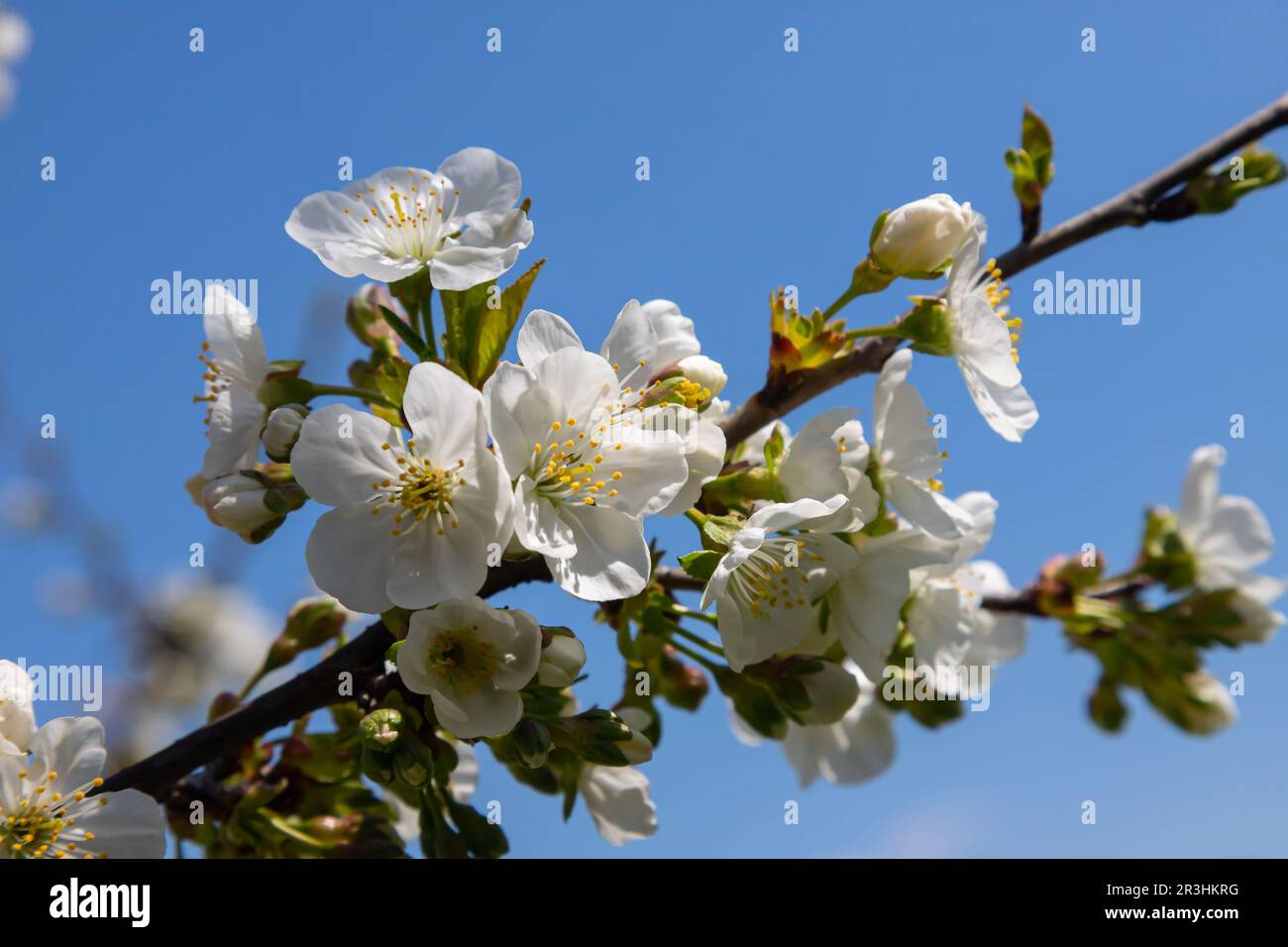 Foyer sélectif de belles branches de cerisiers en fleurs sur l'arbre sous ciel bleu, belles fleurs Sakura pendant la saison de printemps dans le parc, Floral Banque D'Images
