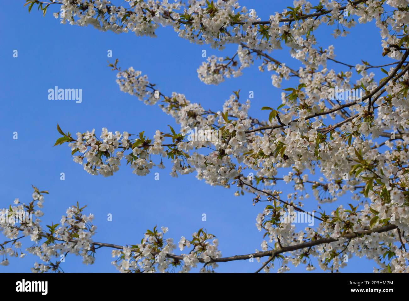 Foyer sélectif de belles branches de cerisiers en fleurs sur l'arbre sous ciel bleu, belles fleurs Sakura pendant la saison de printemps dans le parc, Floral Banque D'Images