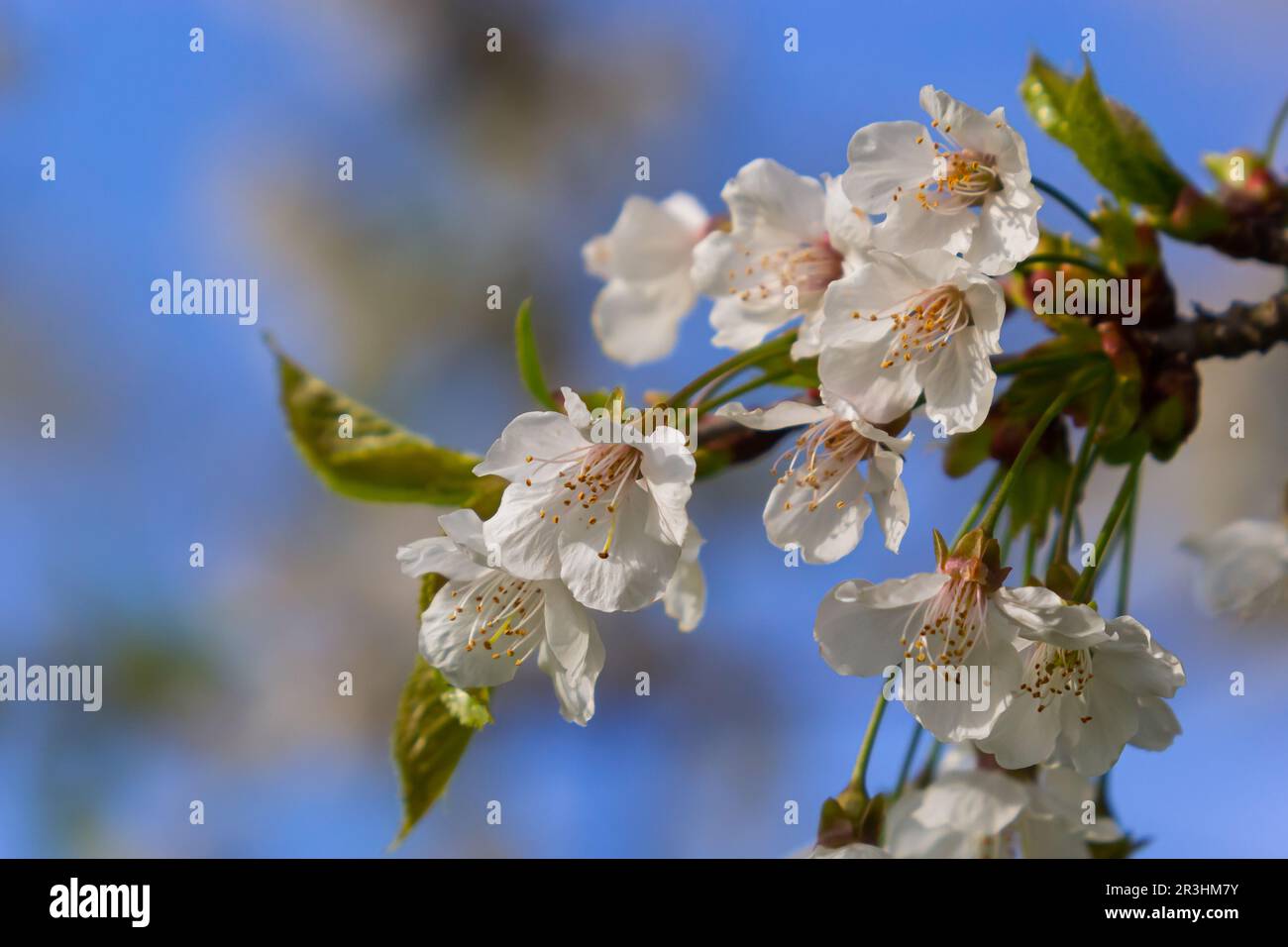 Foyer sélectif de belles branches de cerisiers en fleurs sur l'arbre sous ciel bleu, belles fleurs Sakura pendant la saison de printemps dans le parc, Floral Banque D'Images