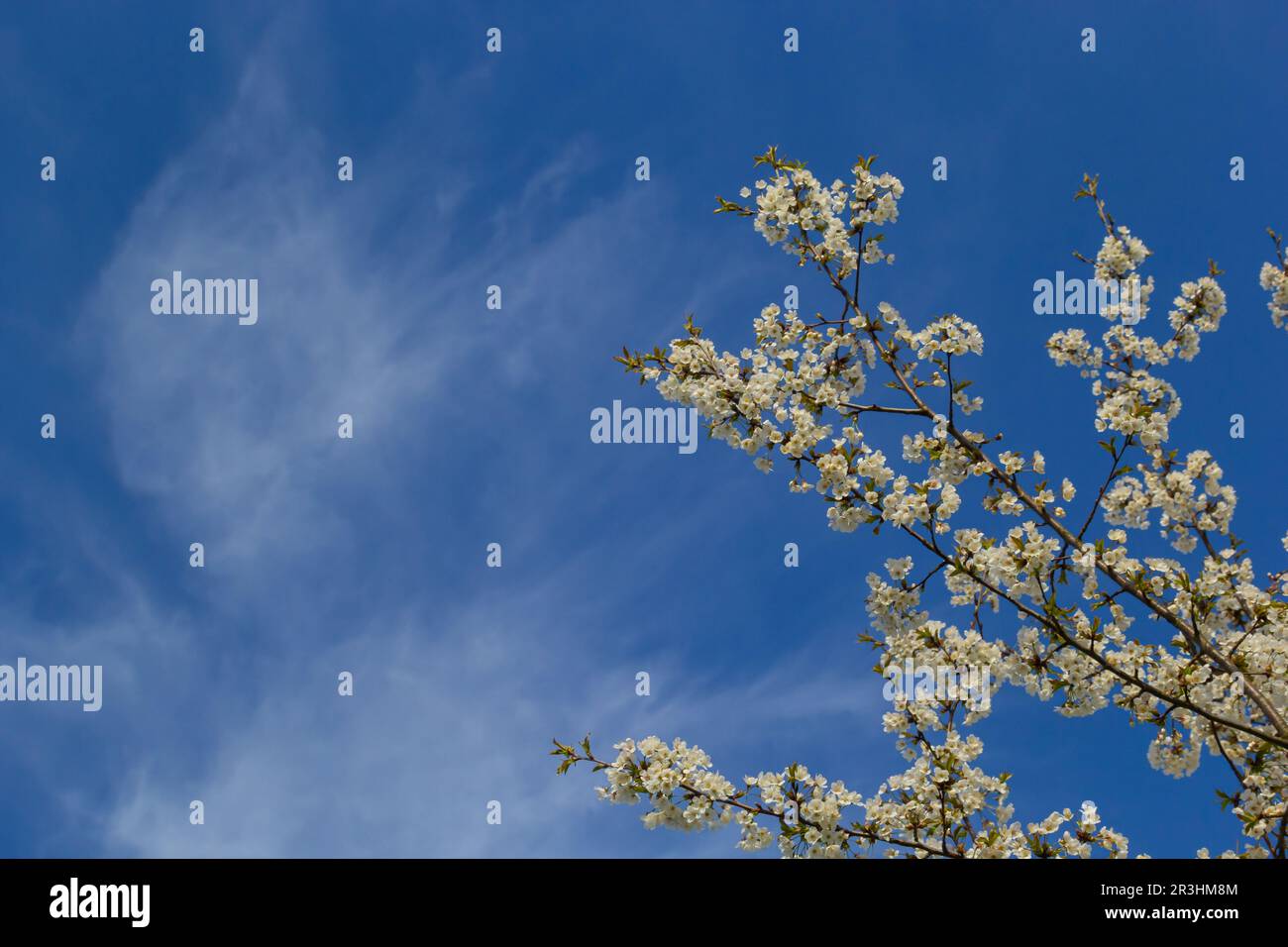 Foyer sélectif de belles branches de cerisiers en fleurs sur l'arbre sous ciel bleu, belles fleurs Sakura pendant la saison de printemps dans le parc, Floral Banque D'Images