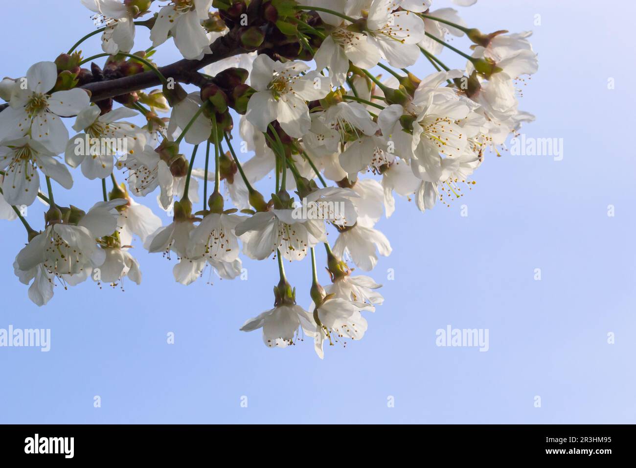 Foyer sélectif de belles branches de cerisiers en fleurs sur l'arbre sous ciel bleu, belles fleurs Sakura pendant la saison de printemps dans le parc, Floral Banque D'Images