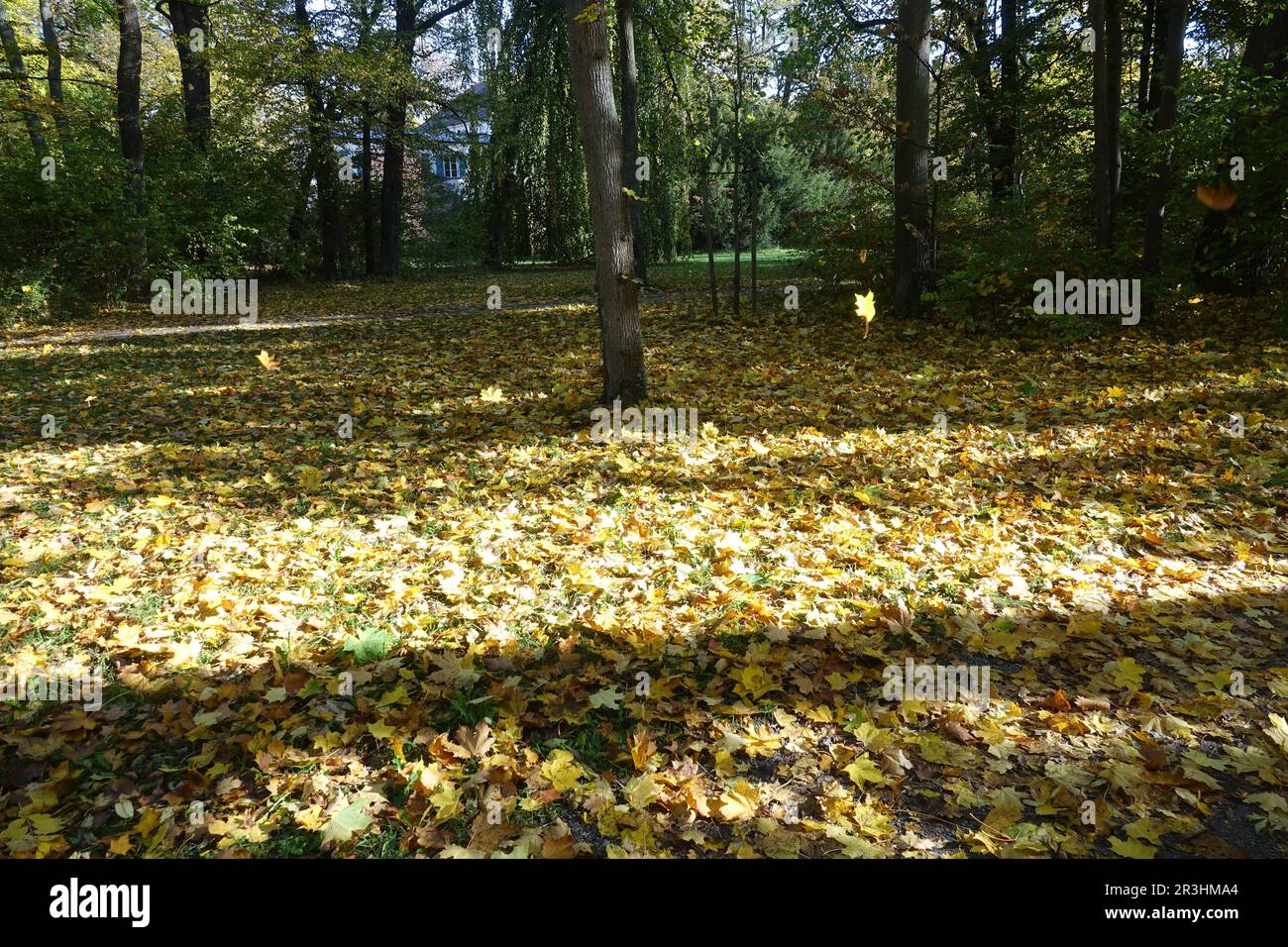Acer platanoides, érable de Norvège, feuilles d'automne Banque D'Images