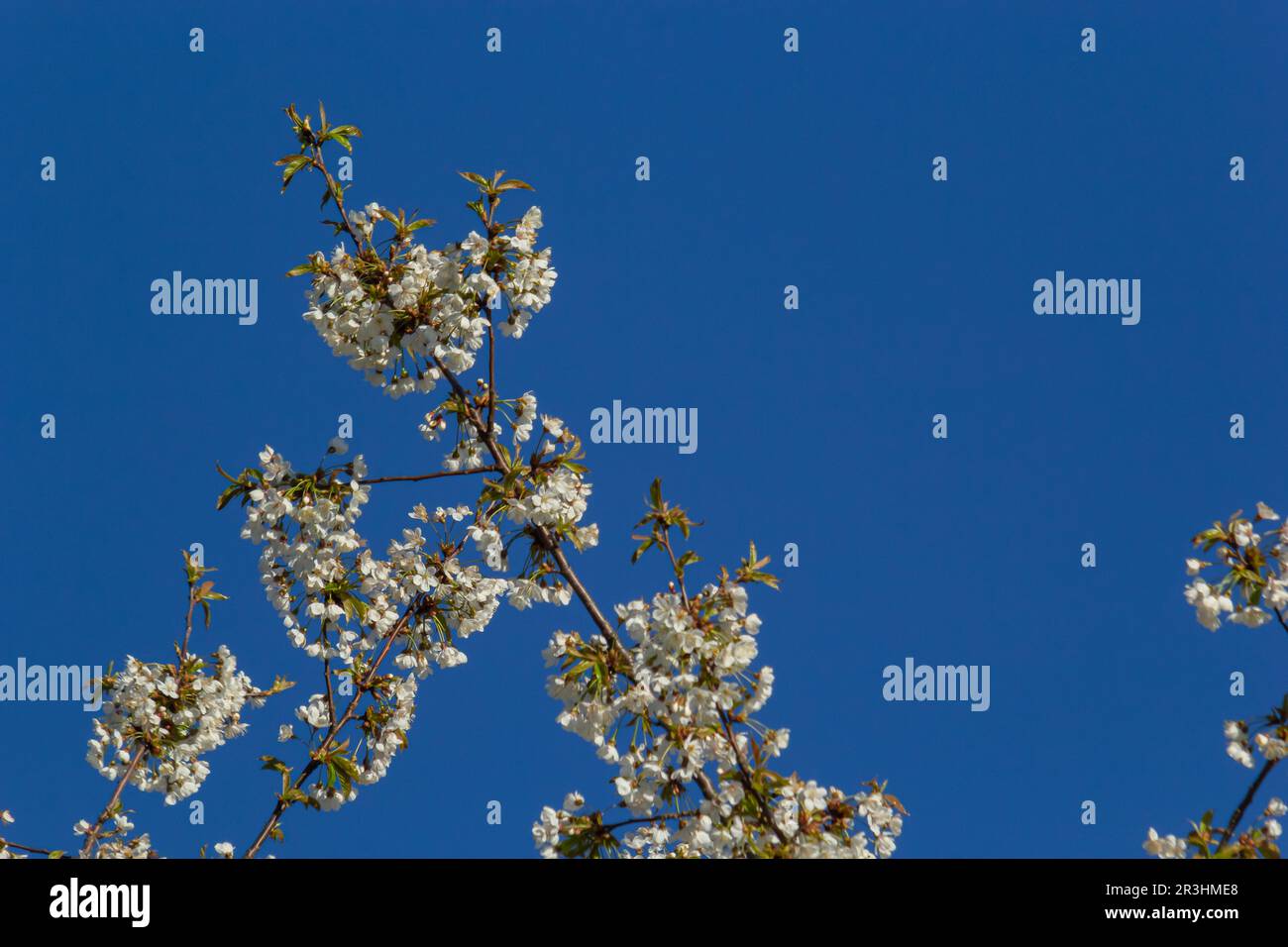 Foyer sélectif de belles branches de cerisiers en fleurs sur l'arbre sous ciel bleu, belles fleurs Sakura pendant la saison de printemps dans le parc, Floral Banque D'Images