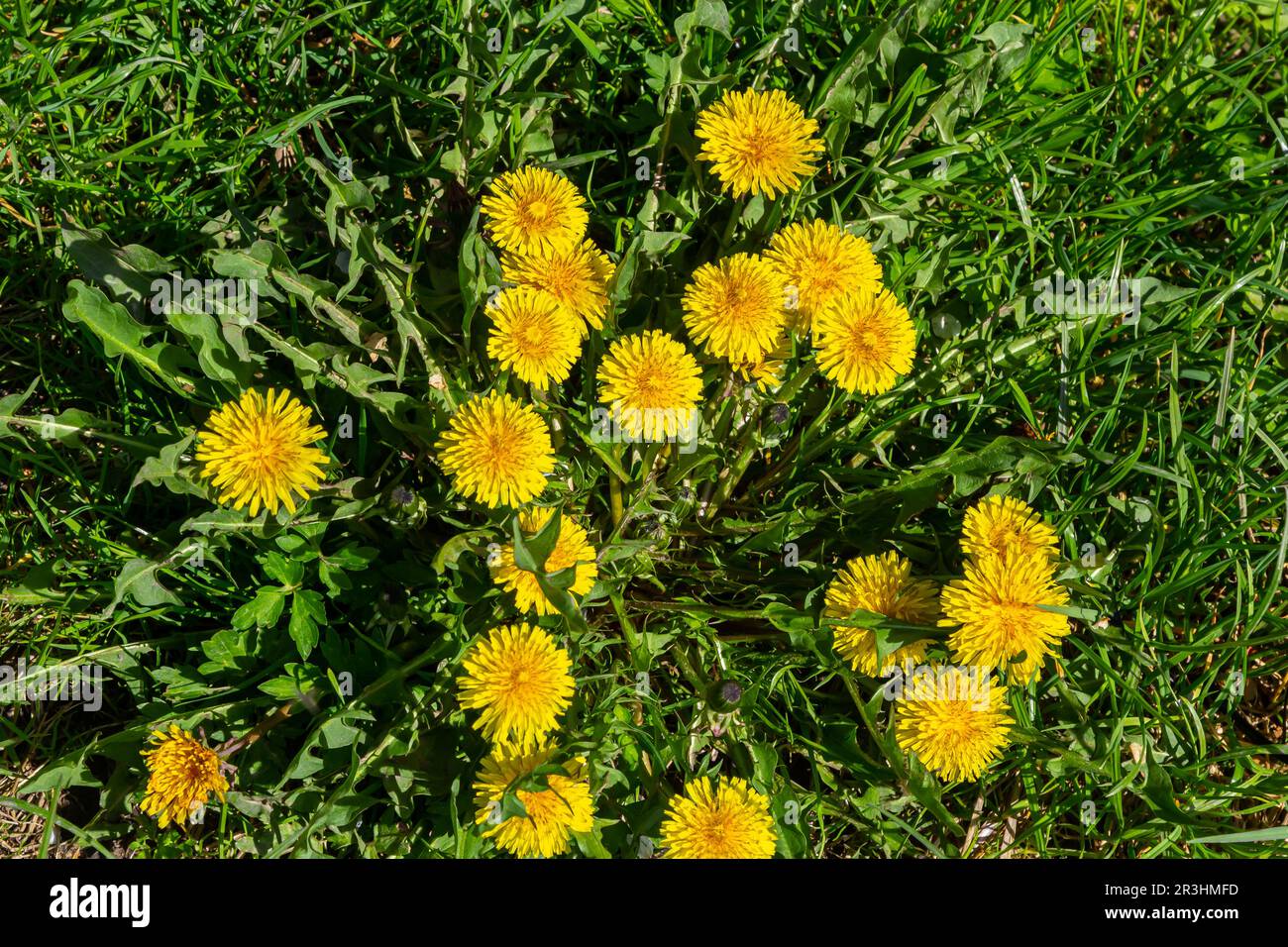 Pissenlit Taraxacum officinale comme une fleur de mur, est un artiste pionnier de la plante et de la survie qui peut également prospérer sur des routes de gravier. Magnifique débit de Taraxacum Banque D'Images