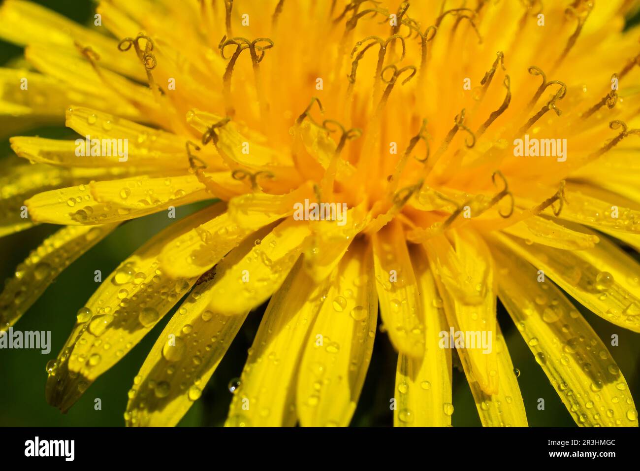 Pissenlit Taraxacum officinale comme une fleur de mur, est un artiste pionnier de la plante et de la survie qui peut également prospérer sur des routes de gravier. Magnifique débit de Taraxacum Banque D'Images