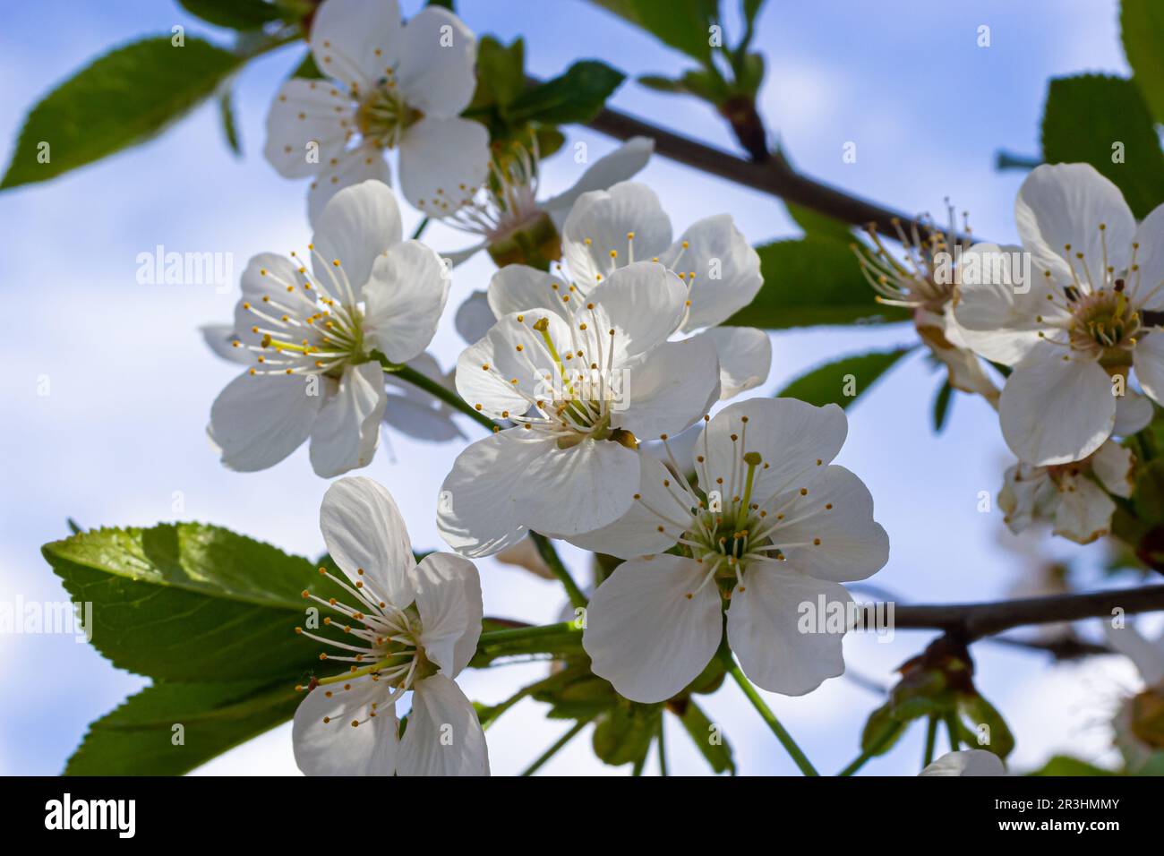 Foyer sélectif de belles branches de cerisiers en fleurs sur l'arbre sous ciel bleu, belles fleurs Sakura pendant la saison de printemps dans le parc, Floral Banque D'Images