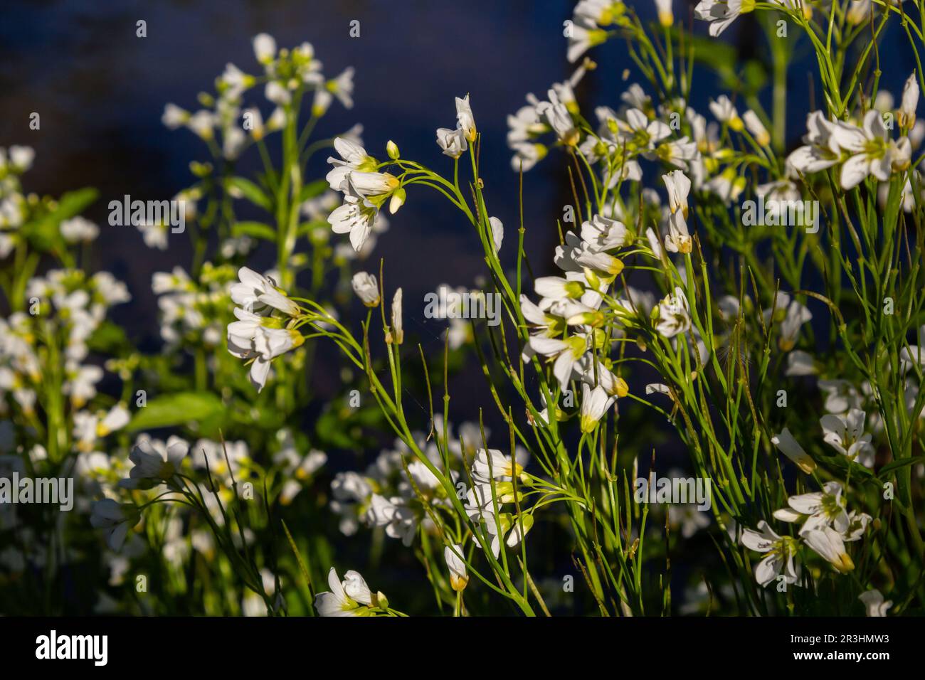 Cardamine amara, connue sous le nom de grande cresson amère. Forêt de printemps. fond floral d'une plante en fleurs. Banque D'Images