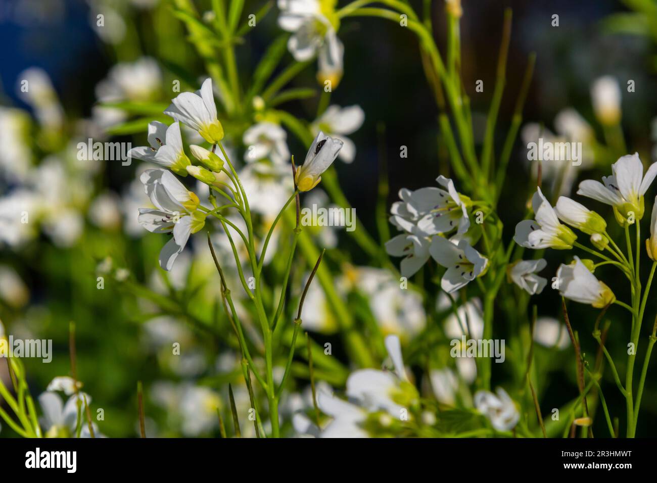 Cardamine amara, connue sous le nom de grande cresson amère. Forêt de printemps. fond floral d'une plante en fleurs. Banque D'Images