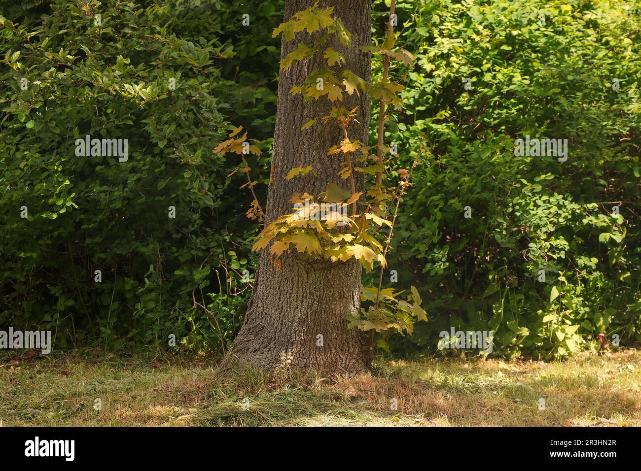 Arbre idyllique avec branches délicates et feuilles vertes luxuriantes au milieu de buissons tranquilles Banque D'Images