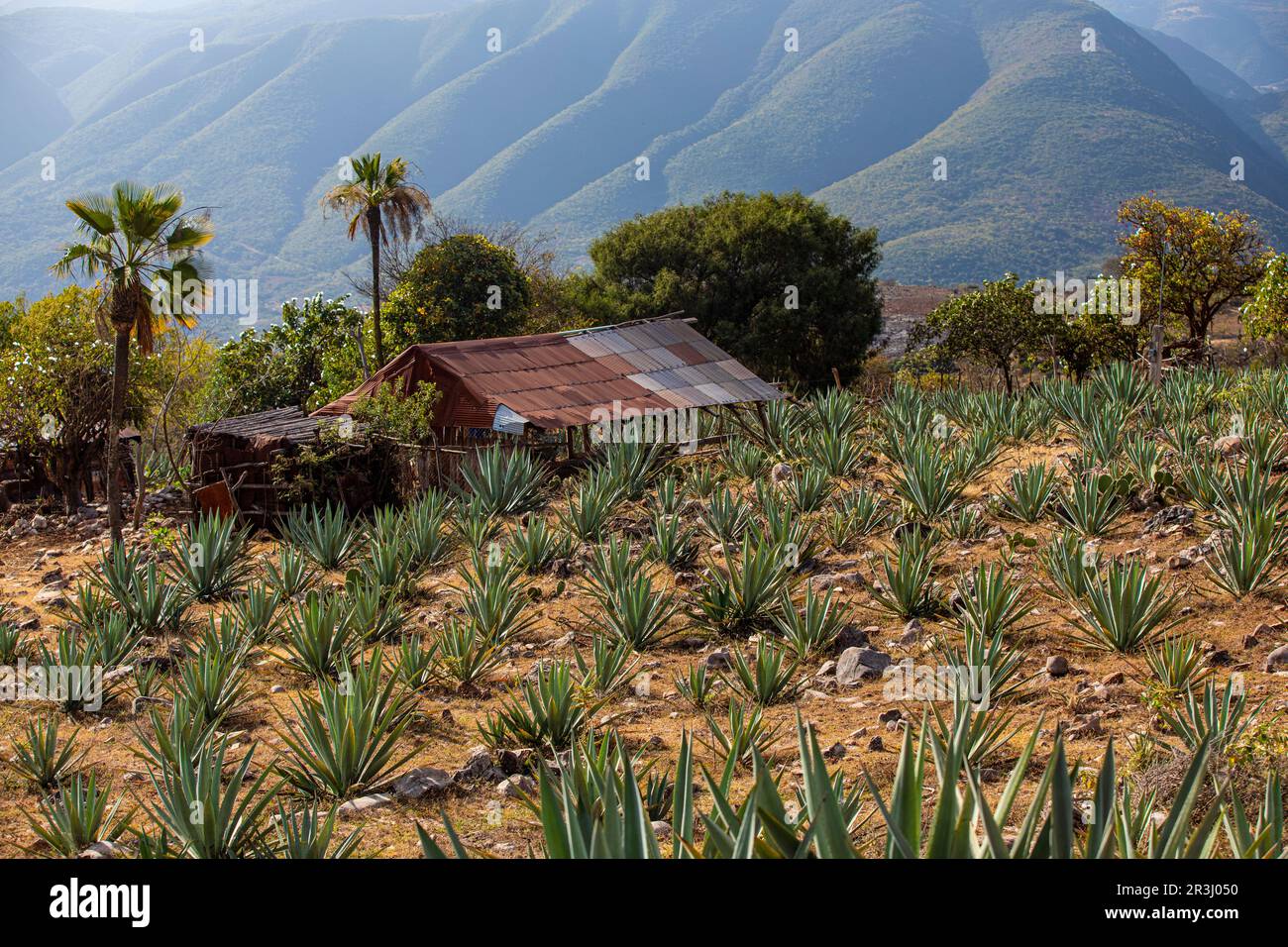 Ecological Blue Agave Cactus, Oaxaca, Mexique Banque D'Images