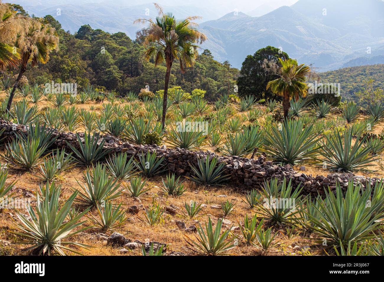 Ecological Blue Agave Cactus, Oaxaca, Mexique Banque D'Images