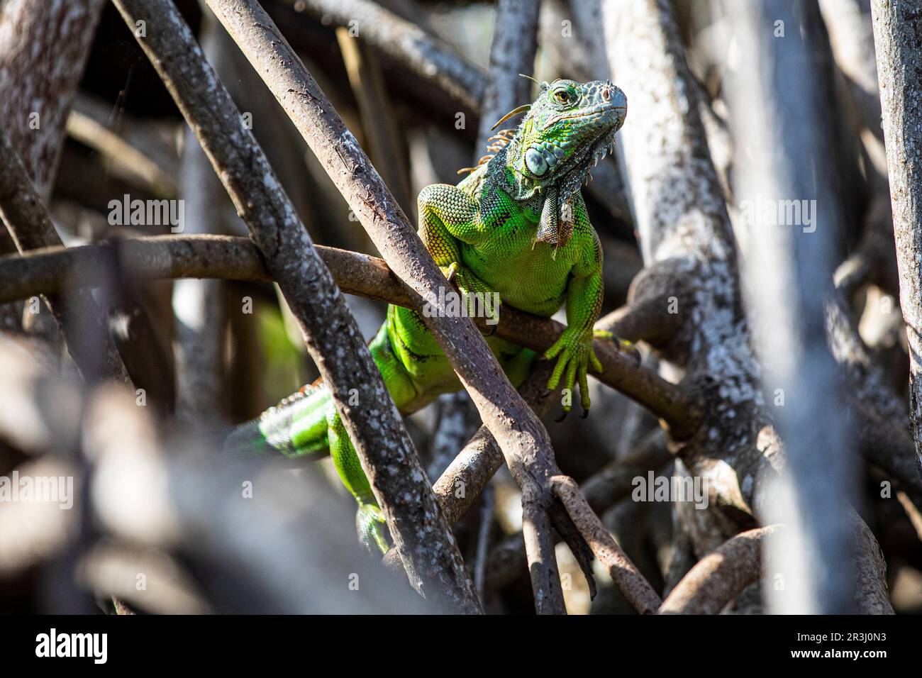 Green Iguana, Laguna Ventanilla, Oaxaca, Mexique Banque D'Images