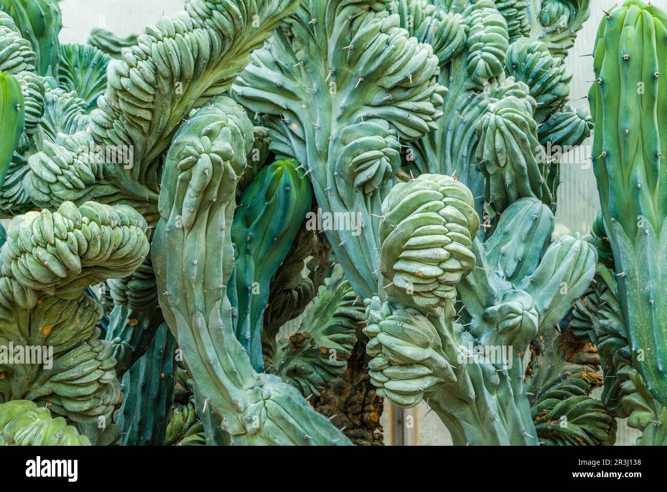 Cactus vert crêté Banque D'Images