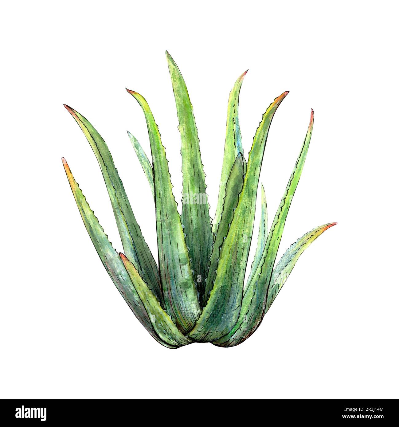 Aquarelle dessin botanique de la plante de vera d'aloès avec des tiges et des feuilles sur fond blanc. Image réaliste et détaillée pour l'illustration, les autocollants Banque D'Images