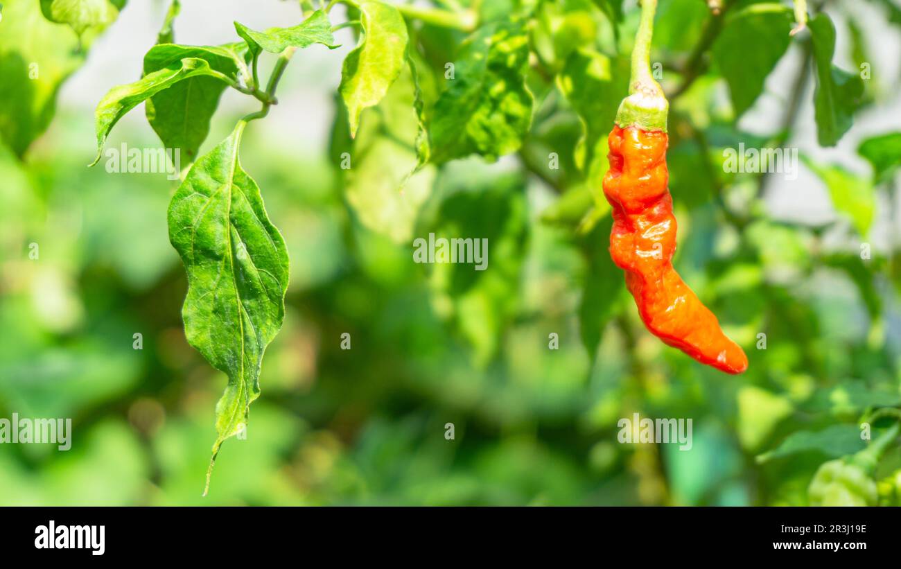 Le piment rouge fantôme (Nāgā Marica) est suspendu devant ses feuilles vertes. Banque D'Images