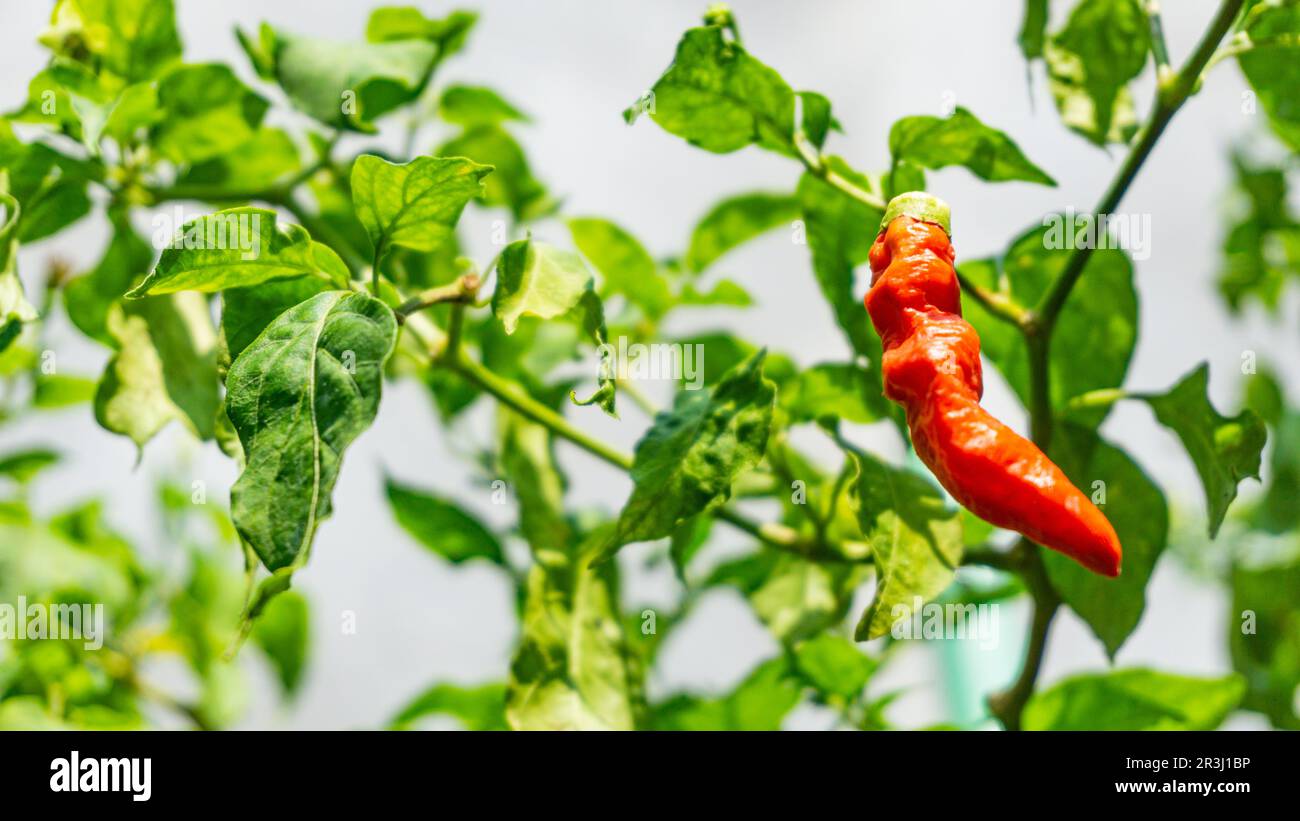 Le piment rouge fantôme (Nāgā Marica) est suspendu devant ses feuilles vertes. Banque D'Images