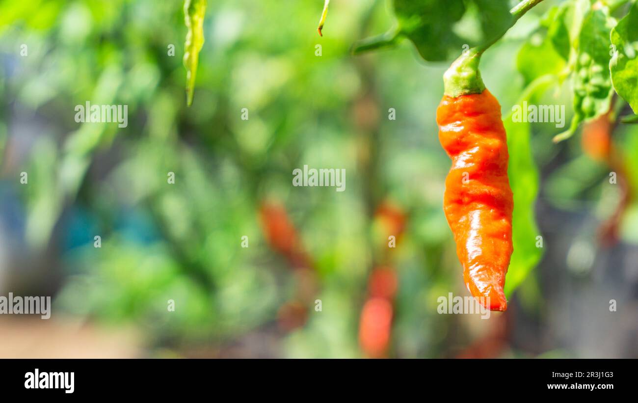Le piment rouge fantôme (Nāgā Marica) est suspendu devant ses feuilles vertes. Banque D'Images