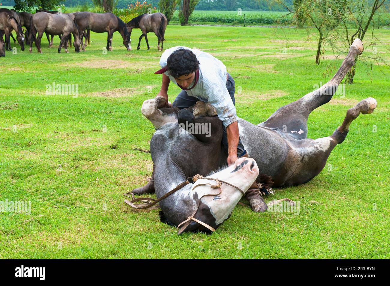 Gaucho démontre ses compétences avec son cheval, San Antonio de Areco, province de Buenos Aires, Argentine Banque D'Images