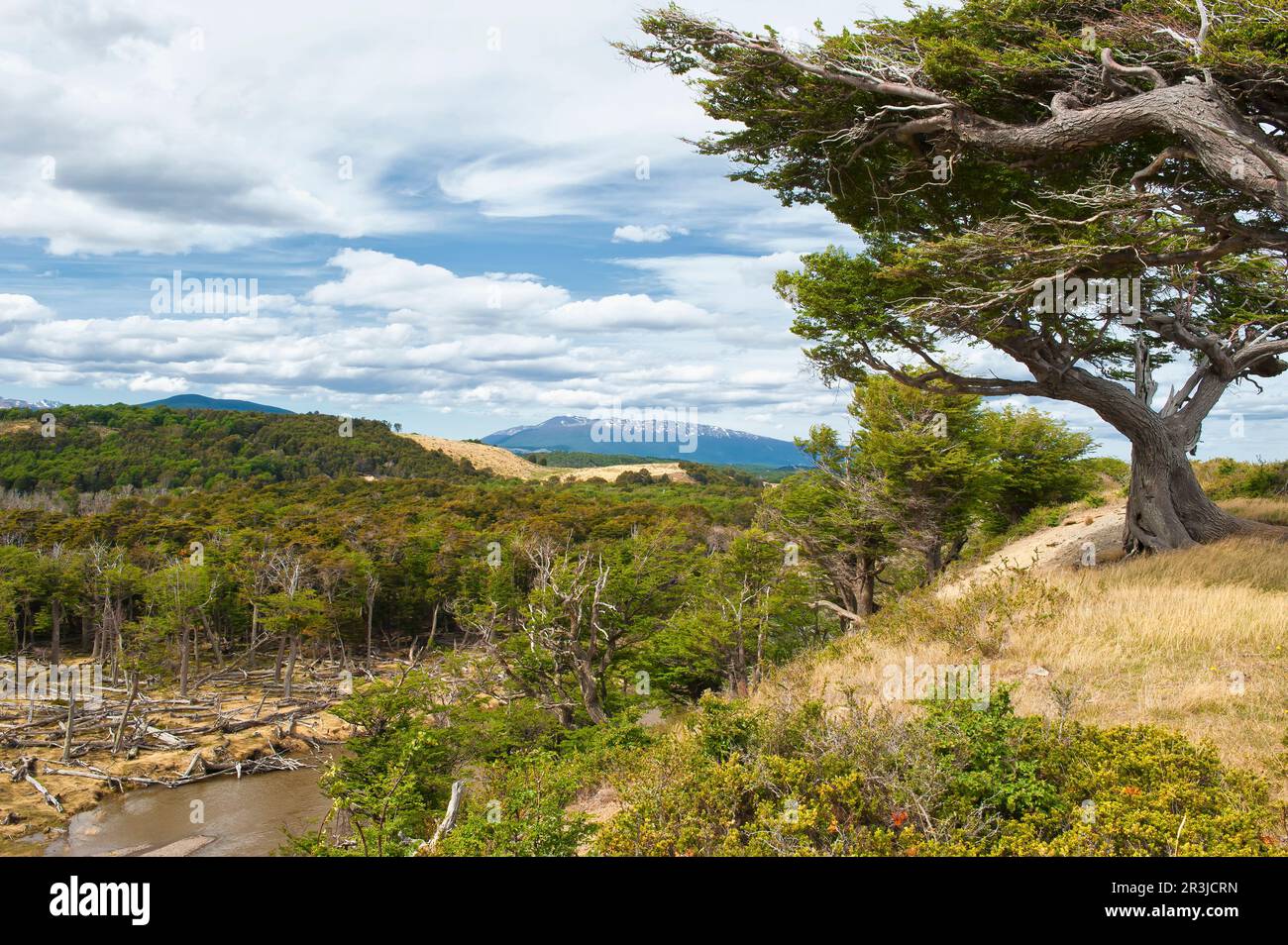 'Arboles Banderas', Bent tree, Fireland, Patagonie, Argentine Banque D'Images