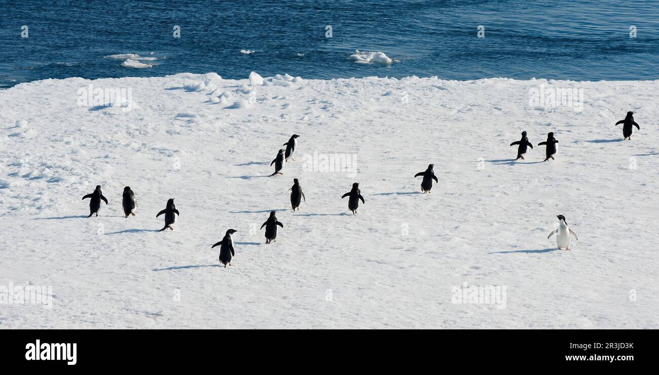 Adelie Penguins (Pygoscelis adeliae) sur un iceberg, antarctique Sound, Antarctique Peninsula Banque D'Images