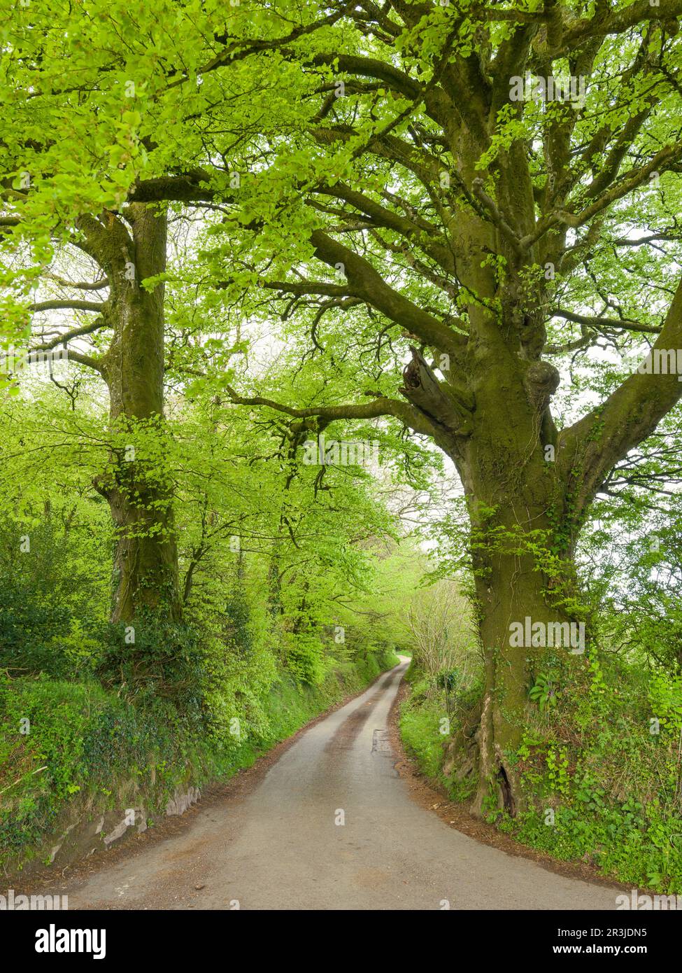 Waysdown Lane dans les collines de Brendon près de Clatworthy au printemps, Somerset, Angleterre. Banque D'Images