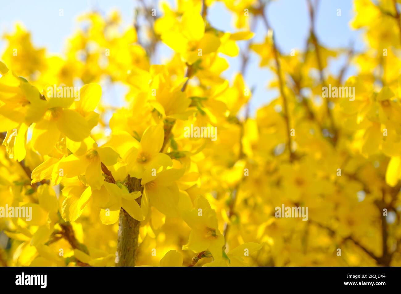 Branche avec des fleurs jaunes de Forsythia intermedia, ou borde forsythia à travers des fleurs bleues, fond floral de printemps. Banque D'Images