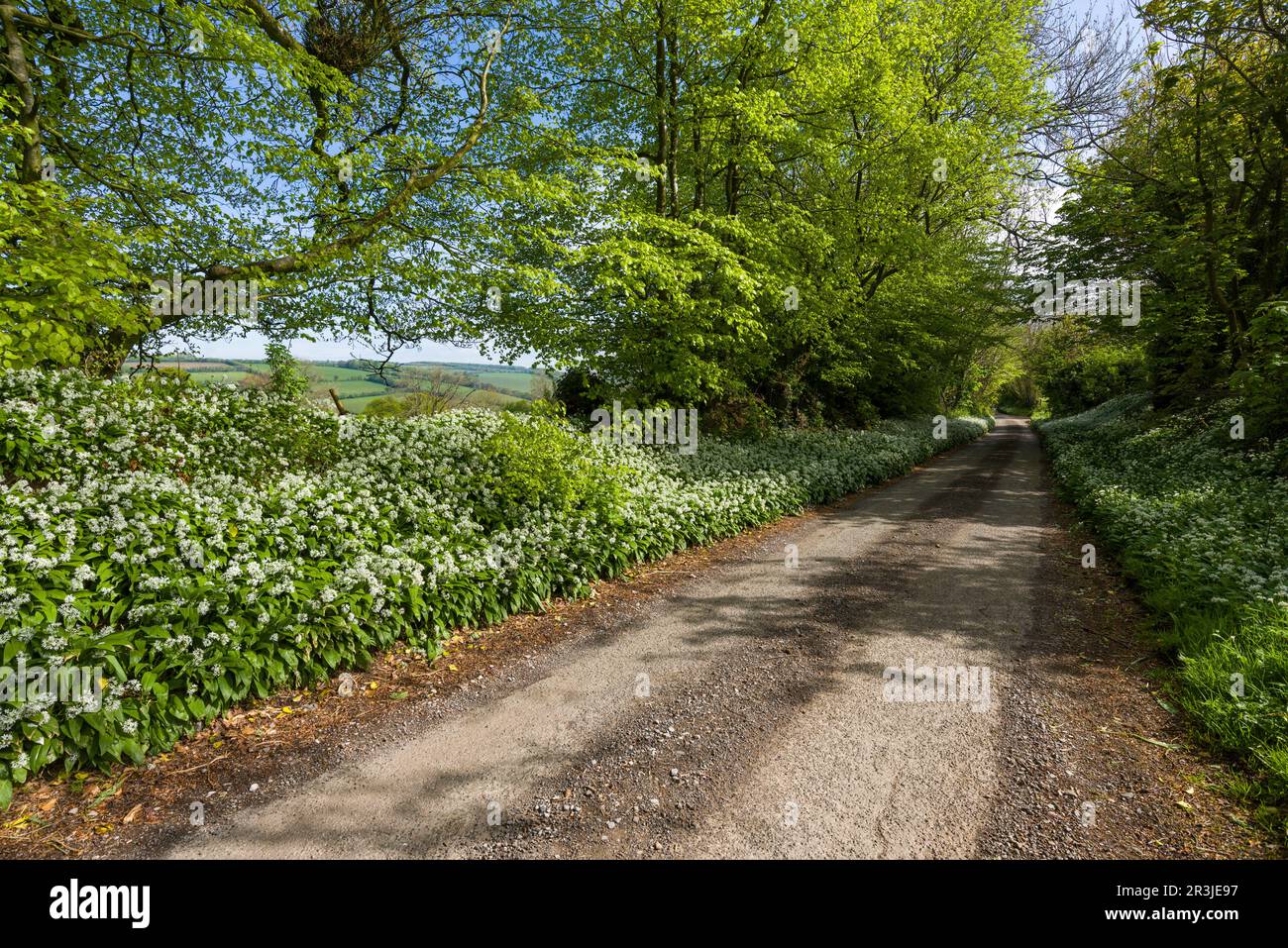 Ail sauvage (Allium ursinum) en fleur sur le côté de Waysdown Lane au printemps dans les collines de Brendon près de Clatworthy, Somerset, Angleterre. Banque D'Images