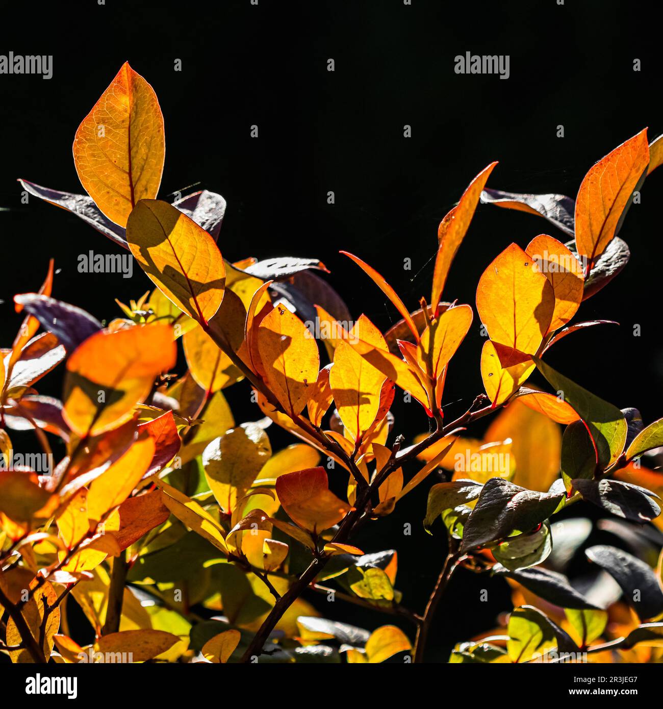 Feuilles rouges et jaunes sur les branches sur fond noir. Toile de fond d'automne floue Banque D'Images