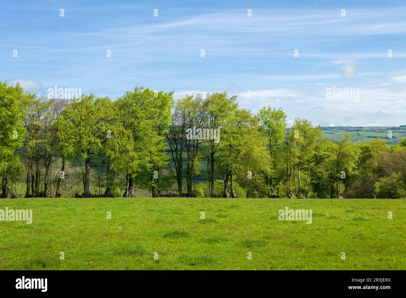 Une hedgebank de Beech dans un champ au printemps dans les collines de Brendon près de Clatworthy, Somerset, Angleterre. Banque D'Images