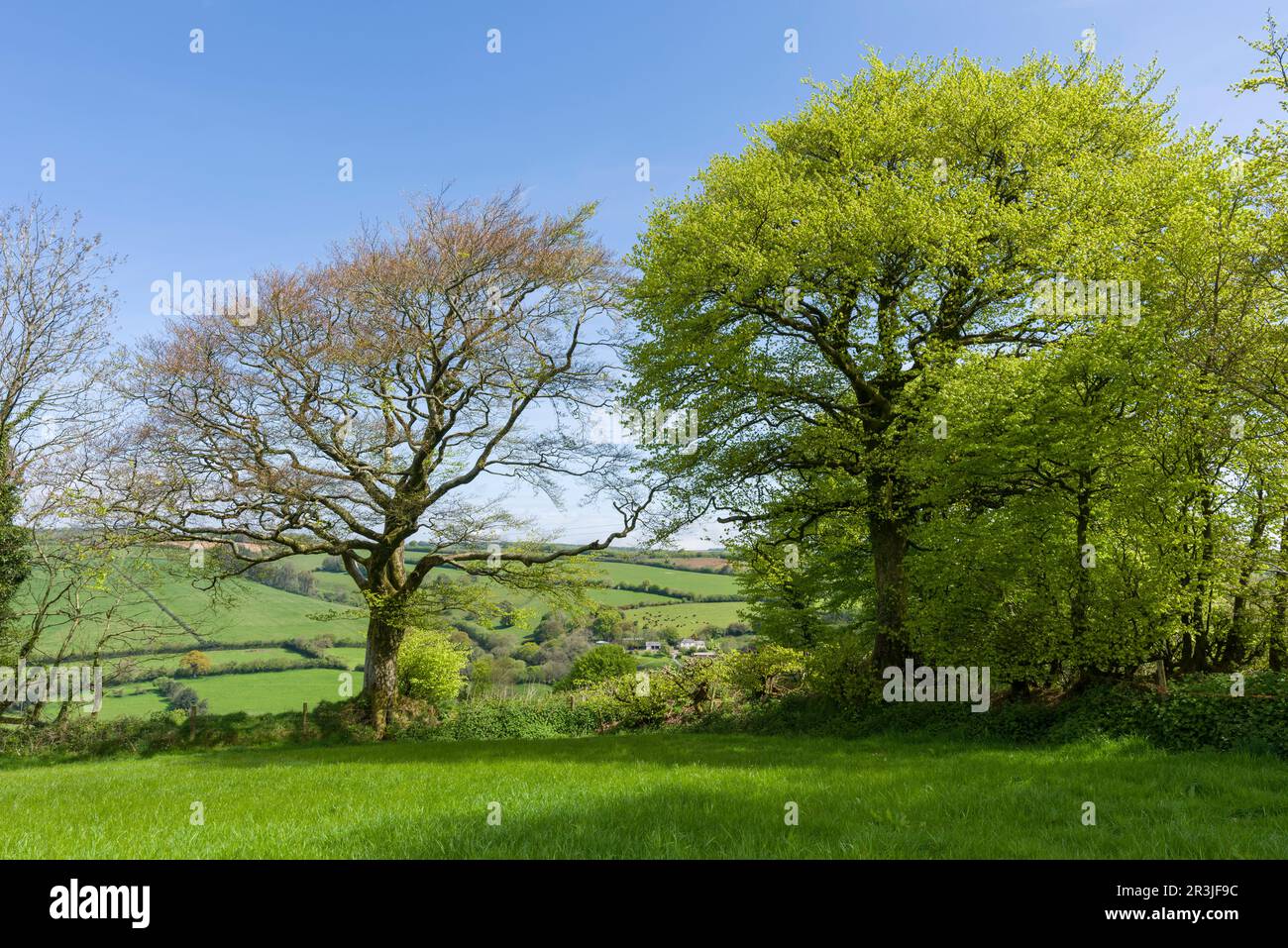 Arbres de hêtre commun sur le bord d'un champ au printemps dans les collines de Brendon près de Clatworthy, Somerset, Angleterre. Banque D'Images