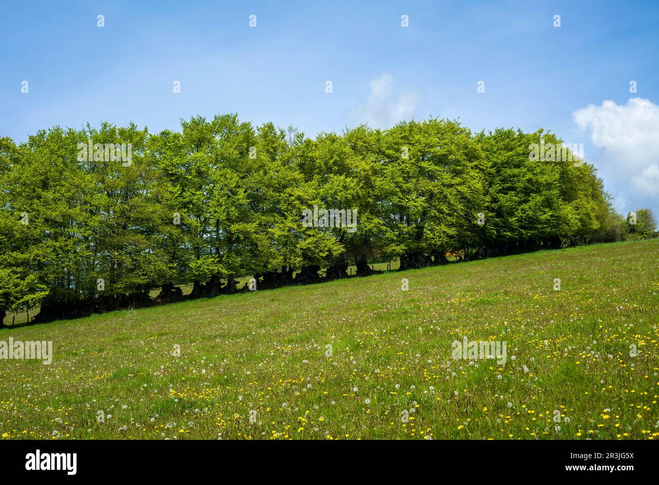 Hedgebank de hêtre et un pré rempli de pissenlit dans les collines de Brendon près de Clatworthy, Somerset, Angleterre. Banque D'Images