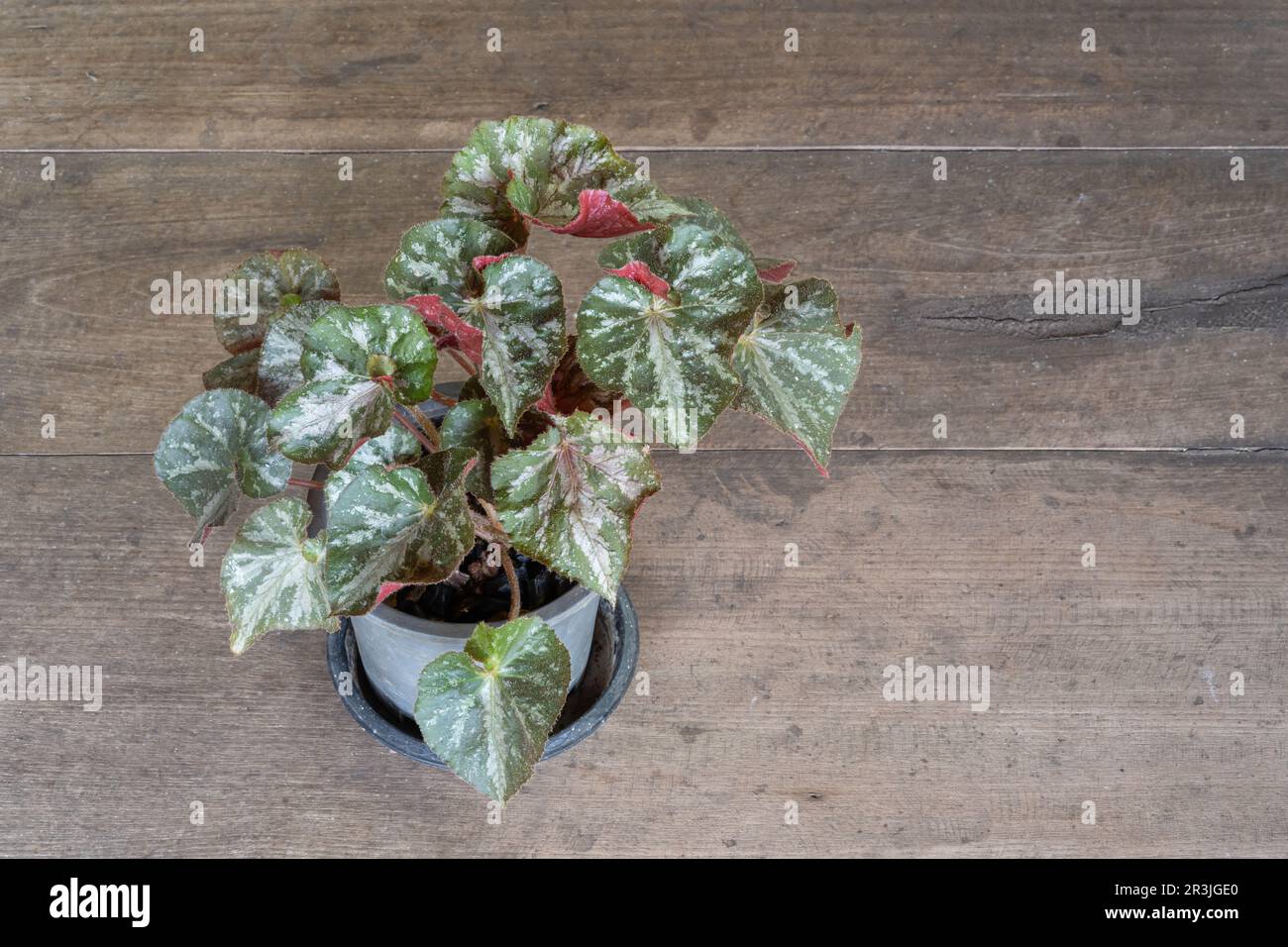 Vue rapprochée de la begonia rhizomateuse saine avec feuillage vert, argenté et rouge foncé isolé sur une table en bois à l'extérieur Banque D'Images