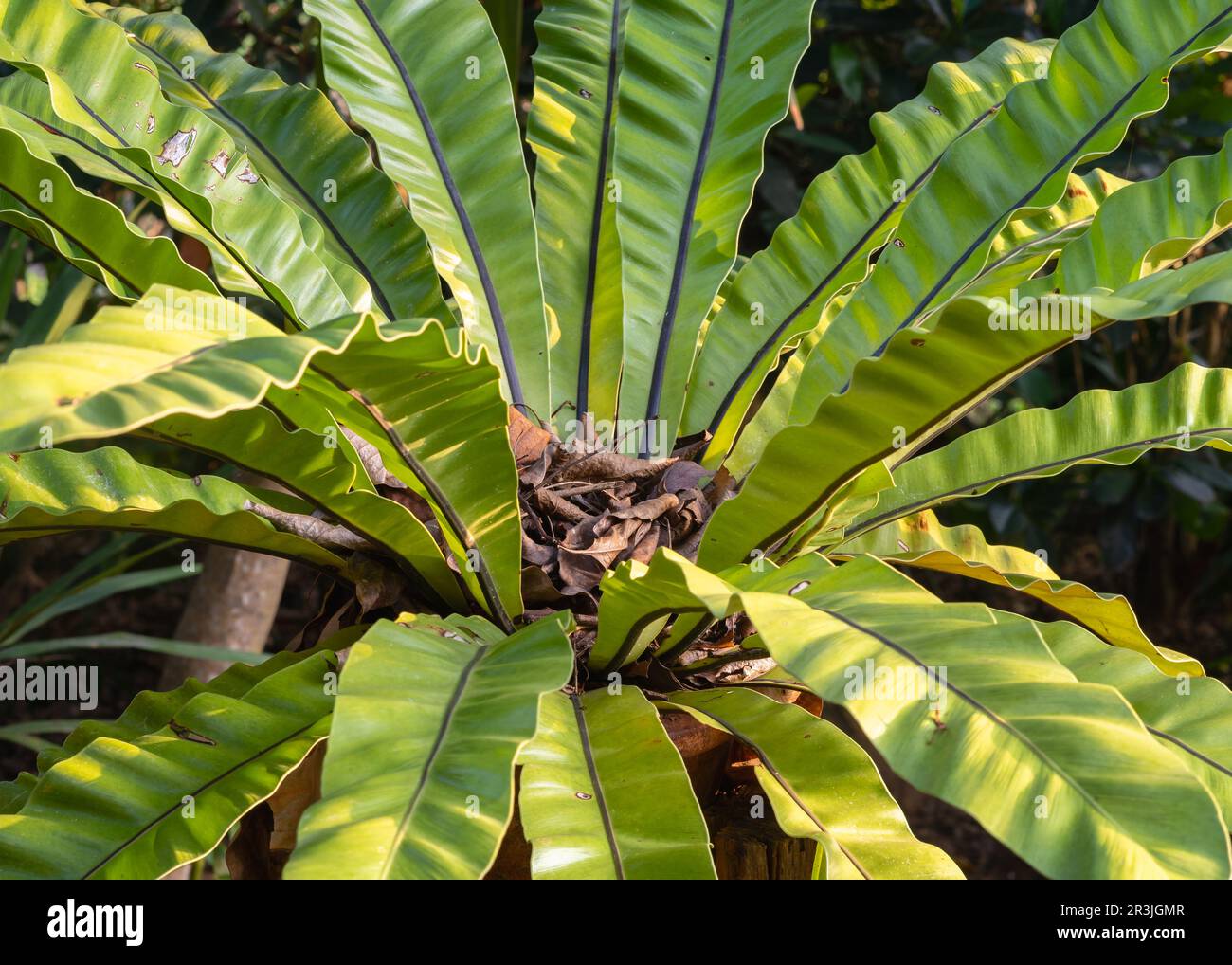 Vue rapprochée de la fougères épiphytiques espèce asplenium nidus aka nid d'oiseau fougère à l'extérieur en plein soleil le matin dans le jardin tropical Banque D'Images