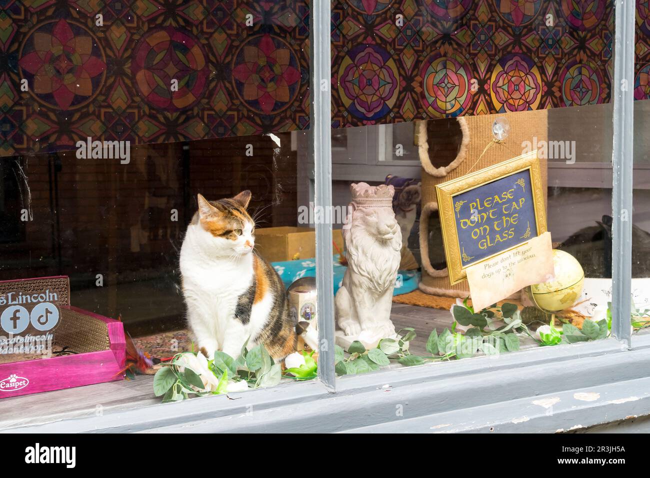 Chat tabby orange et blanc dans les chats de café fenêtre le détroit de Lincoln City, Lincolnshire, Angleterre, Royaume-Uni Banque D'Images