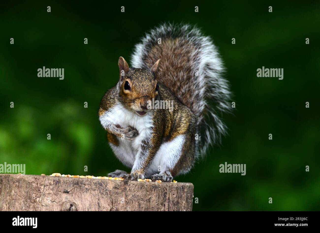 Écureuil gris sciurus carolinensis non indigène au Royaume-Uni Banque D'Images