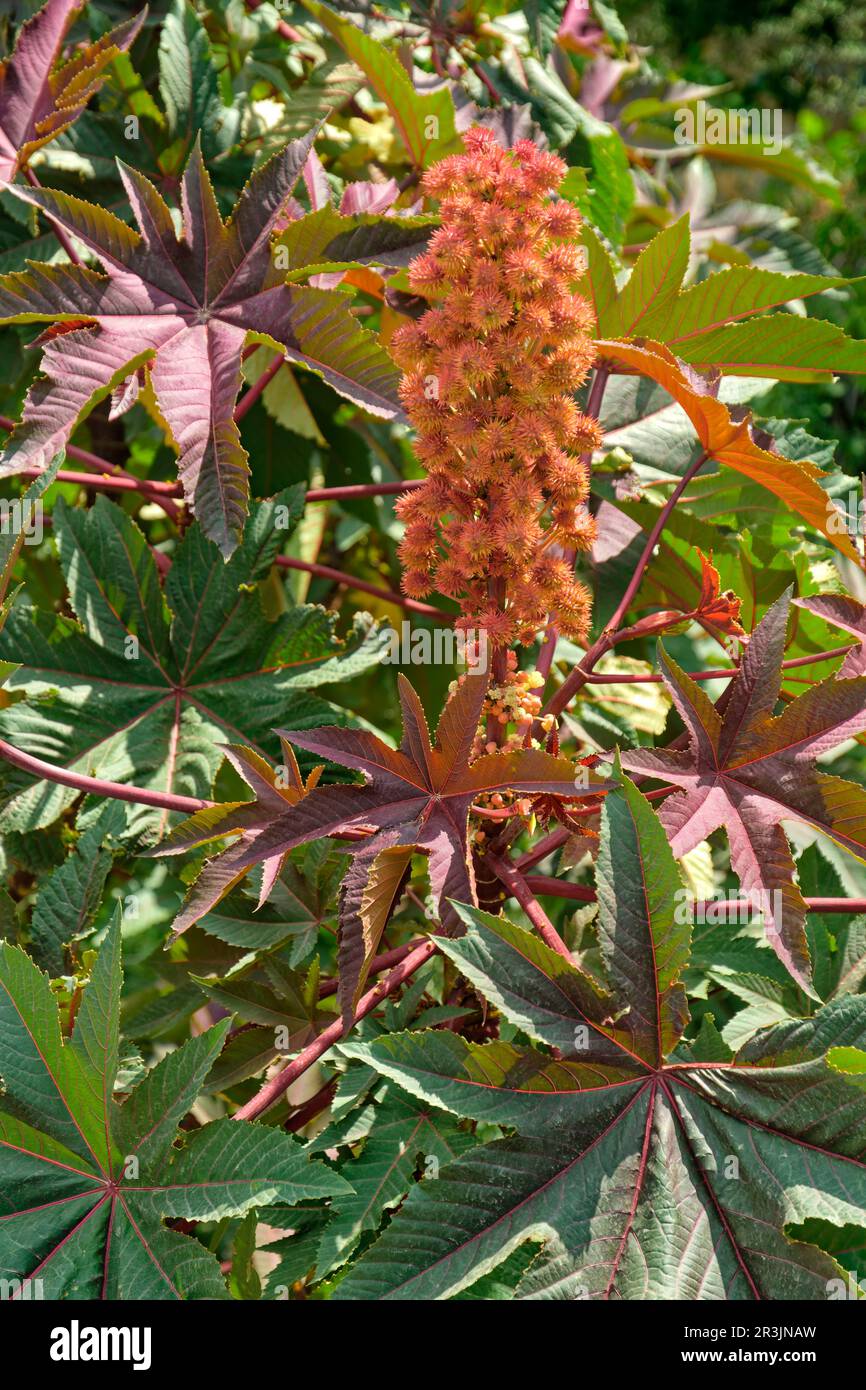 Ricinus communis, plante à huile de ricin ou à haricot de ricin, dans la nature. Banque D'Images